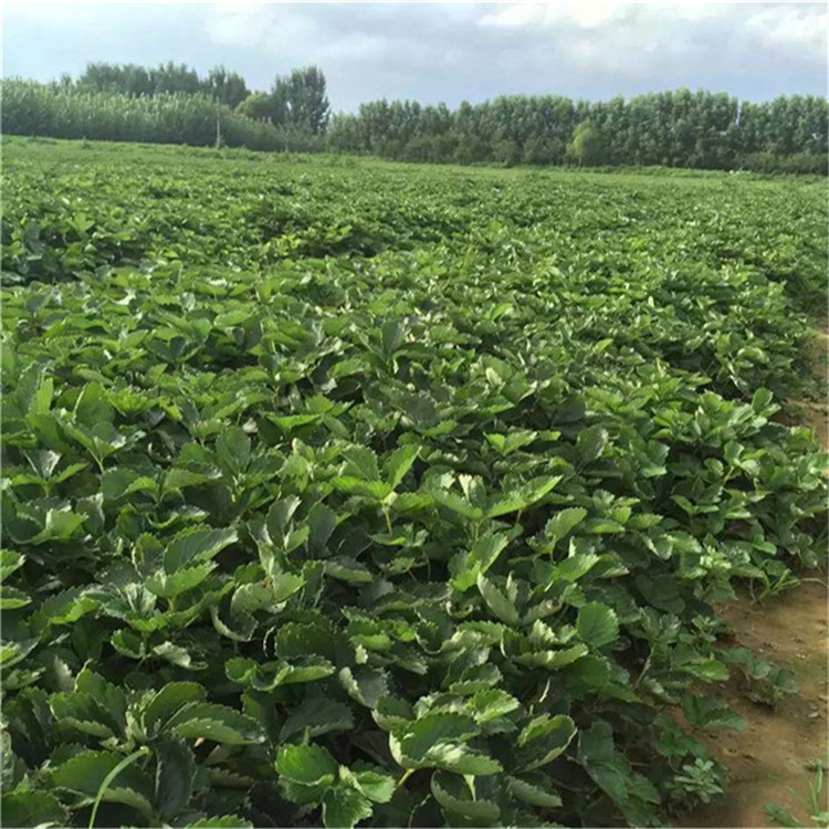 賽娃草莓苗 賽娃草莓苗購(gòu)買價(jià)格