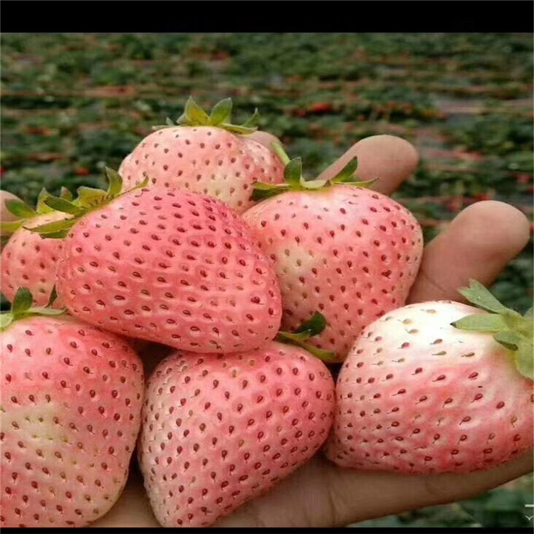 太和草莓苗品種介紹 太和草莓苗價格及報價