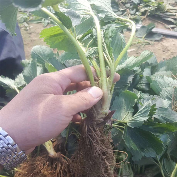 賽娃草莓苗 賽娃草莓苗購(gòu)買價(jià)格