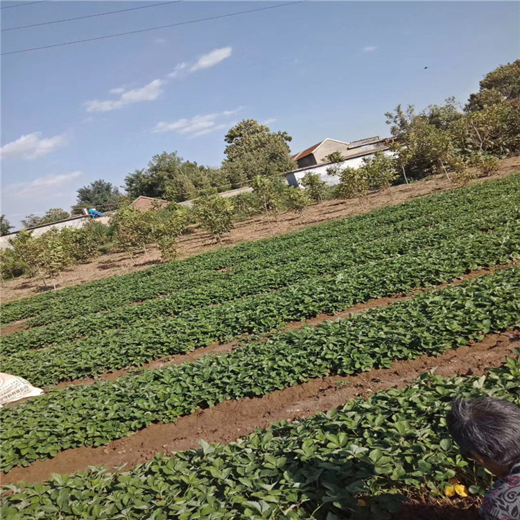 山東大賽草莓苗 大賽草莓苗批發(fā)基地