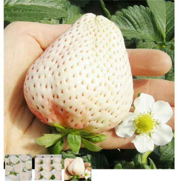 宝交草莓苗新品种出售 宝交草莓苗供应价位