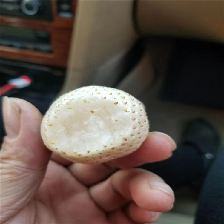 賽娃草莓苗 賽娃草莓苗購(gòu)買價(jià)格