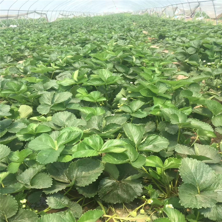 佐賀清香草莓苗價格 佐賀清香草莓苗基地報價