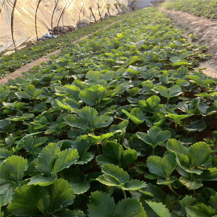 圣誕紅草莓苗價格公示 圣誕紅草莓苗價格一覽表