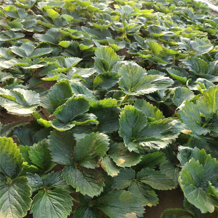 甜查理草莓苗新品種 甜查理草莓苗出售價(jià)格
