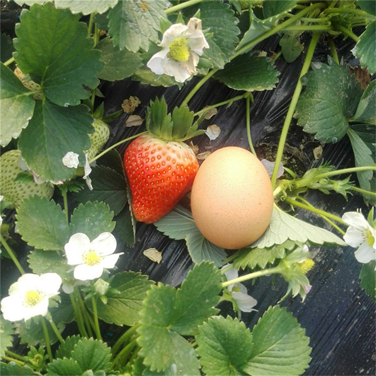 弥生姬草莓苗新品种出售 弥生姬草莓苗供应价位