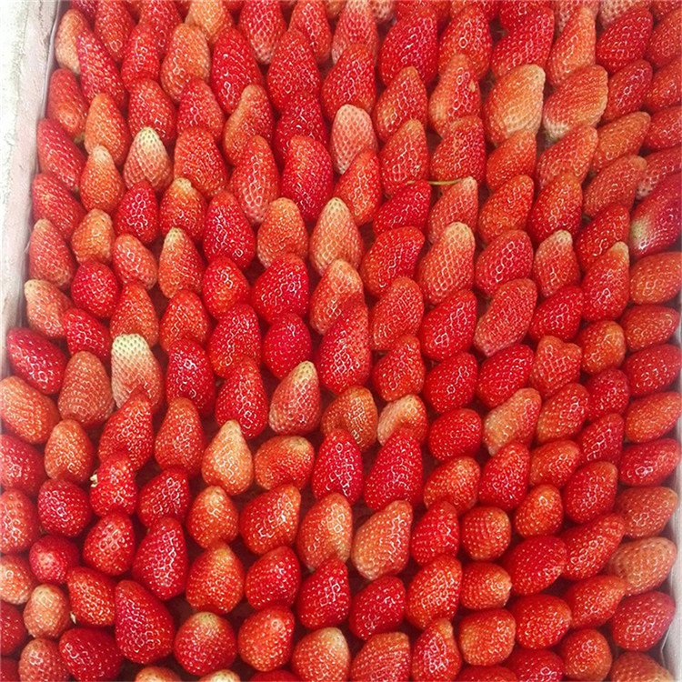 賽娃草莓苗 賽娃草莓苗購(gòu)買價(jià)格