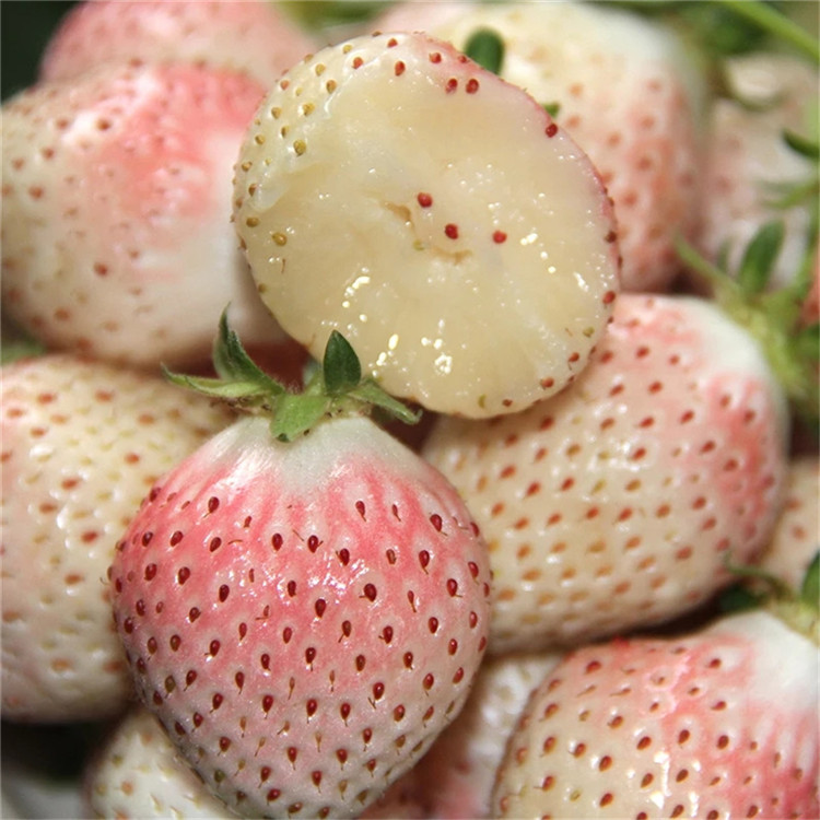 日本淡雪草莓苗 日本淡雪草莓苗價(jià)格一覽表