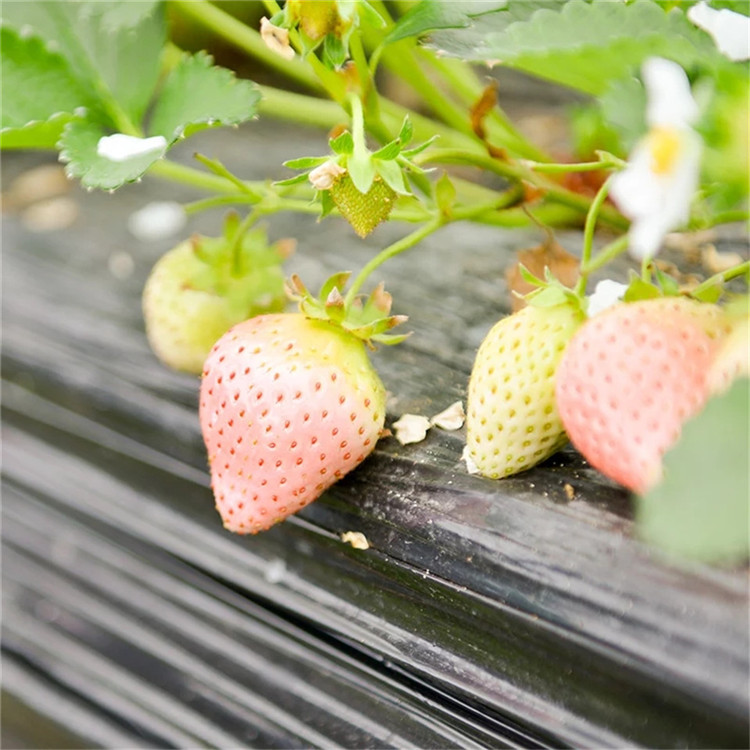 宝交草莓苗新品种出售 宝交草莓苗供应价位