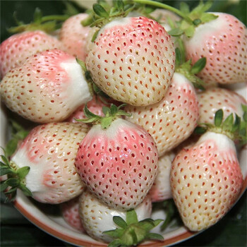 出售宁玉草莓批发购买宁玉草莓价格