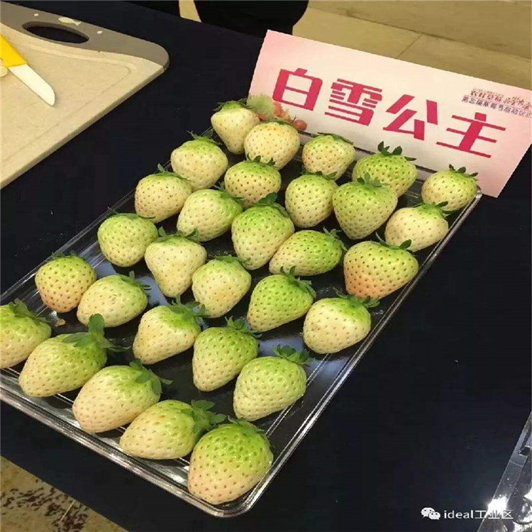 賽娃草莓苗批發(fā)價格 賽娃草莓苗基地價格