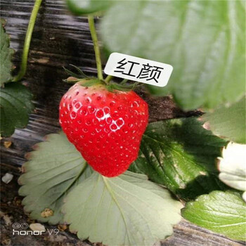 太和草莓苗新品種太和草莓苗出售價格