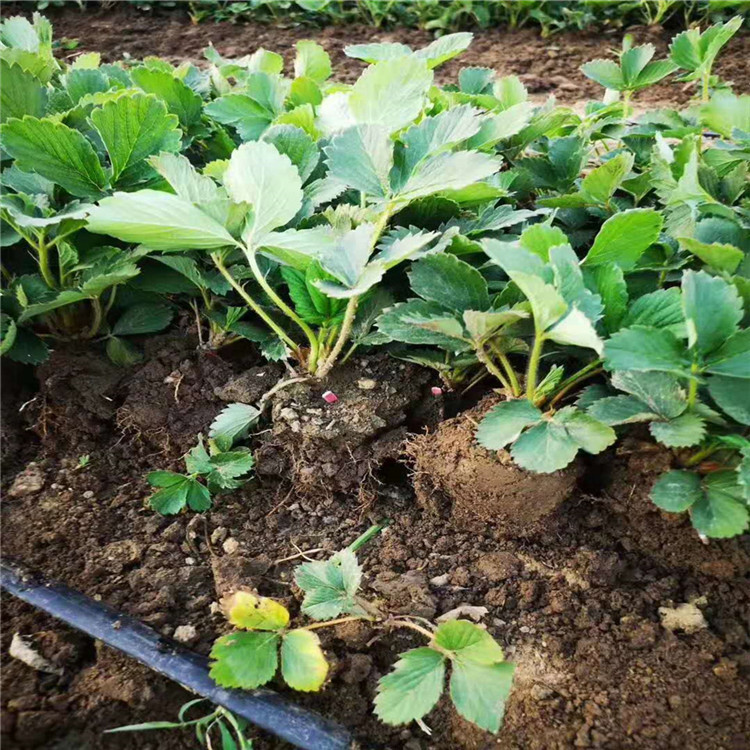 甜寶草莓苗價格 甜寶草莓苗供應(yīng)出售