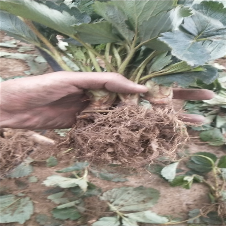 2020年甜王草莓苗批發(fā)價格 甜王草莓苗出售基地