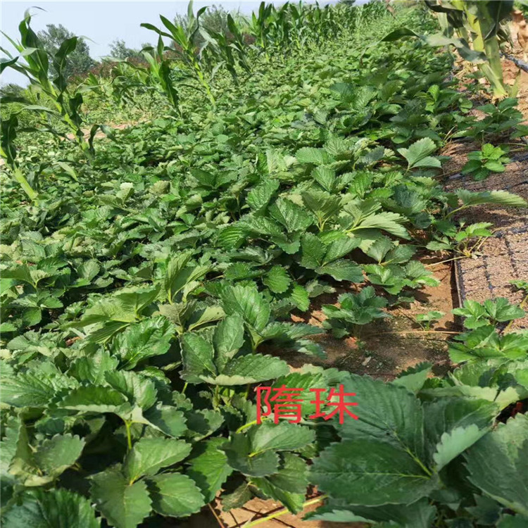 達娜草莓苗價格 達娜草莓苗供應(yīng)出售