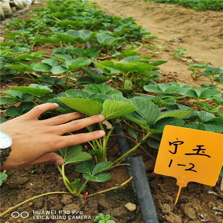 桃熏白草莓苗价格 桃熏白草莓苗供应出售