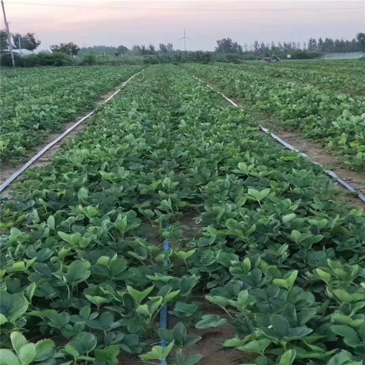 奶油草莓苗價格 奶油草莓苗供應出售