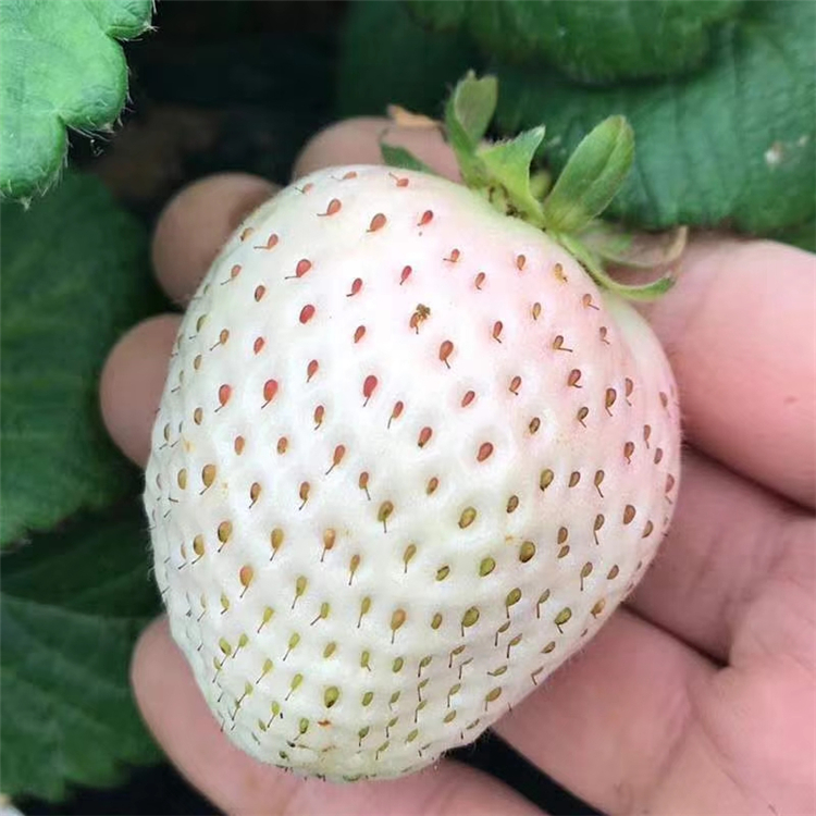 2020年甜王草莓苗批發(fā)價格 甜王草莓苗出售基地