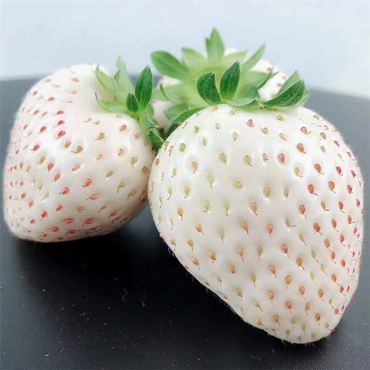 出售宁玉草莓批发 购买宁玉草莓价格