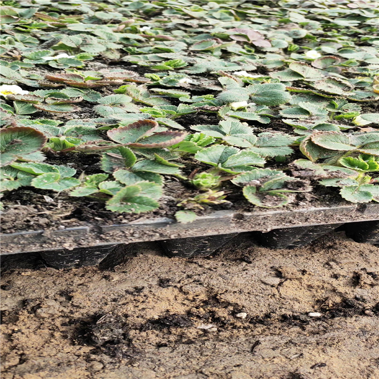 99號草莓苗 99號草莓苗價格及基地