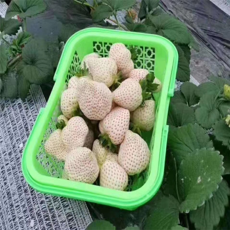新品種甜查理草莓苗 甜查理草莓苗批發(fā)基地
