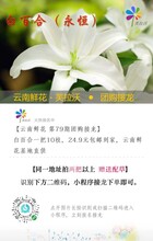 西伯利亚白百合鲜花团购基地一件代发