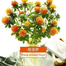 橙菠萝鲜花一件代发花店鲜花批发