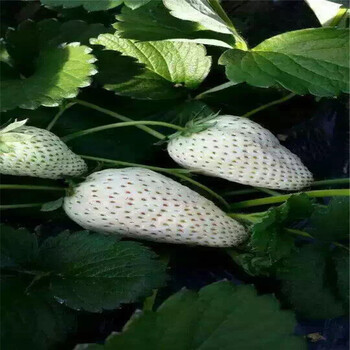 菠萝莓草莓苗基地、菠萝莓草莓苗批发基地