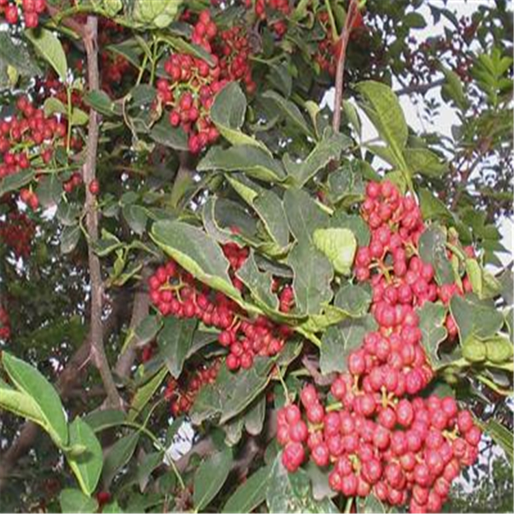 京郊小白草莓苗基地、京郊小白草莓苗出售