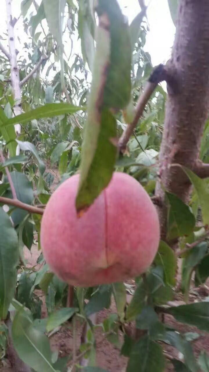 金山早紅油桃多少錢一棵