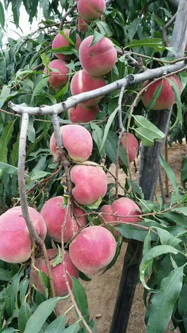 金山早紅油桃多少錢一棵