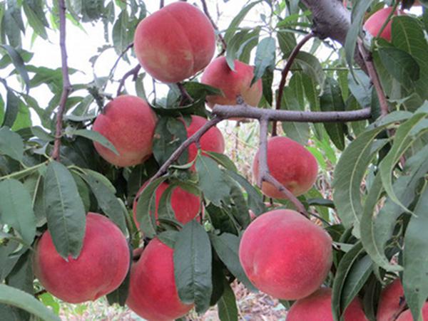 金山早紅油桃批發(fā)價(jià)格