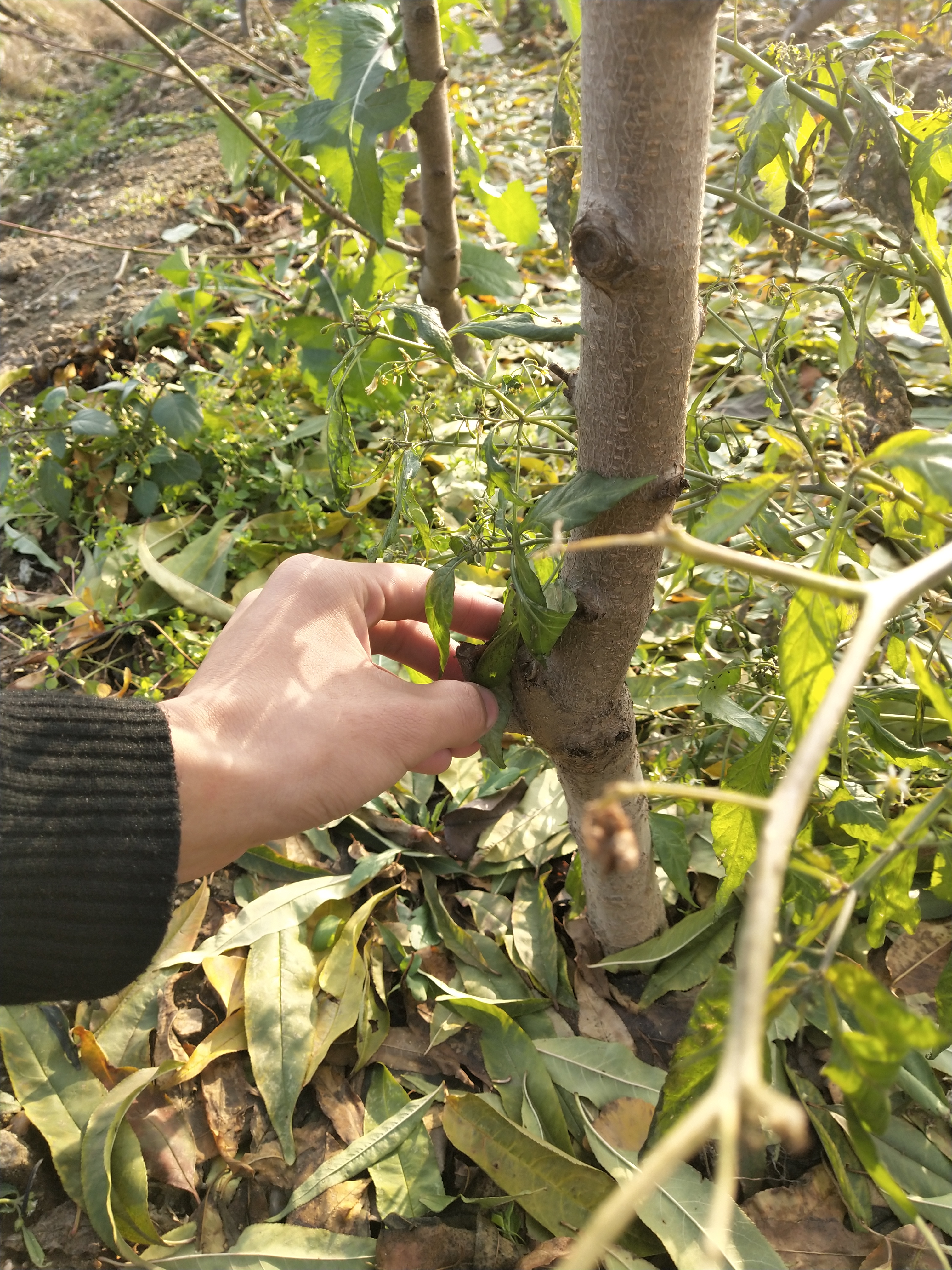 金山早紅油桃批發(fā)價(jià)格