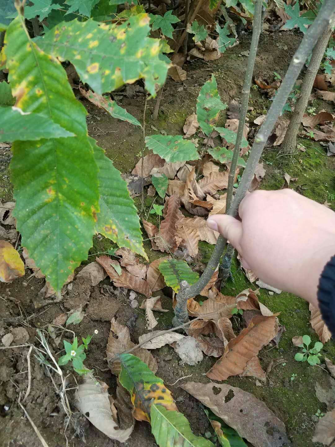 羅田板栗樹苗批發(fā)基地、羅田板栗樹苗批發(fā)