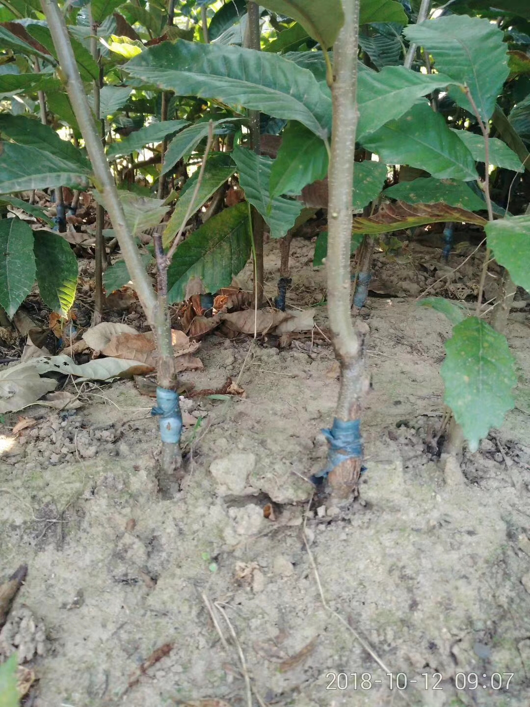 懷黃板栗多少錢
