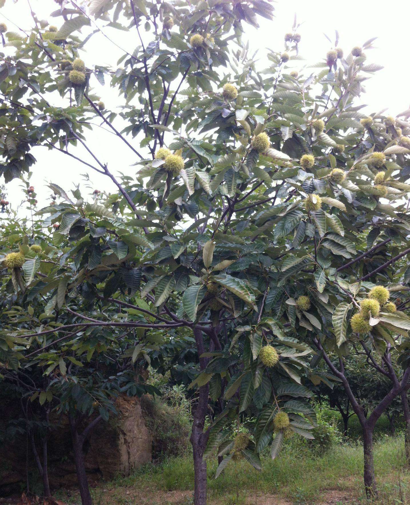 蓮花板栗價(jià)格行情