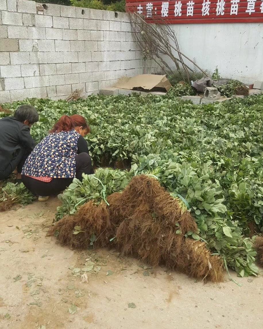 大果水晶梨苗出售