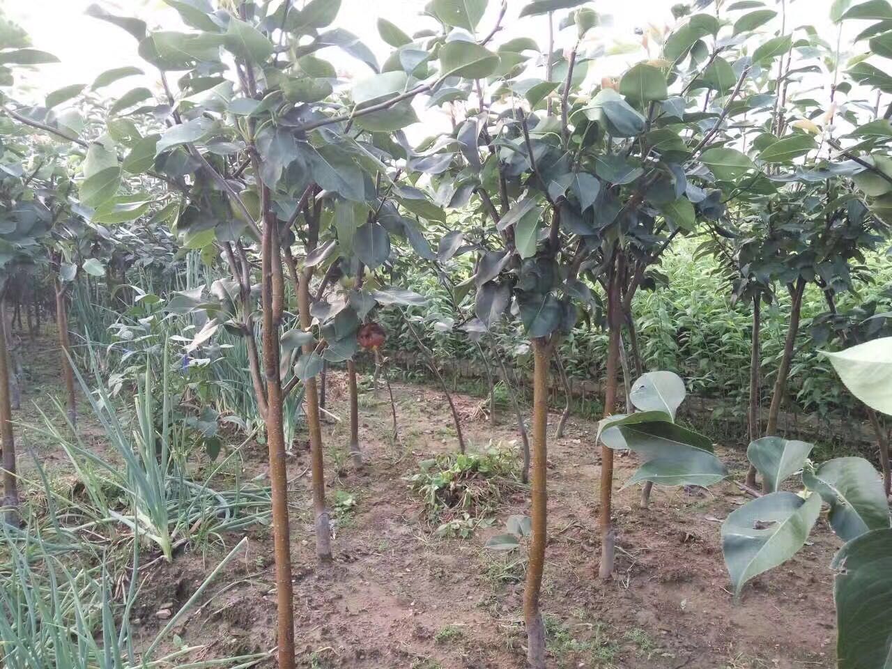 紅安久梨苗價(jià)格多少錢(qián)，紅安久梨苗多少錢(qián)一棵