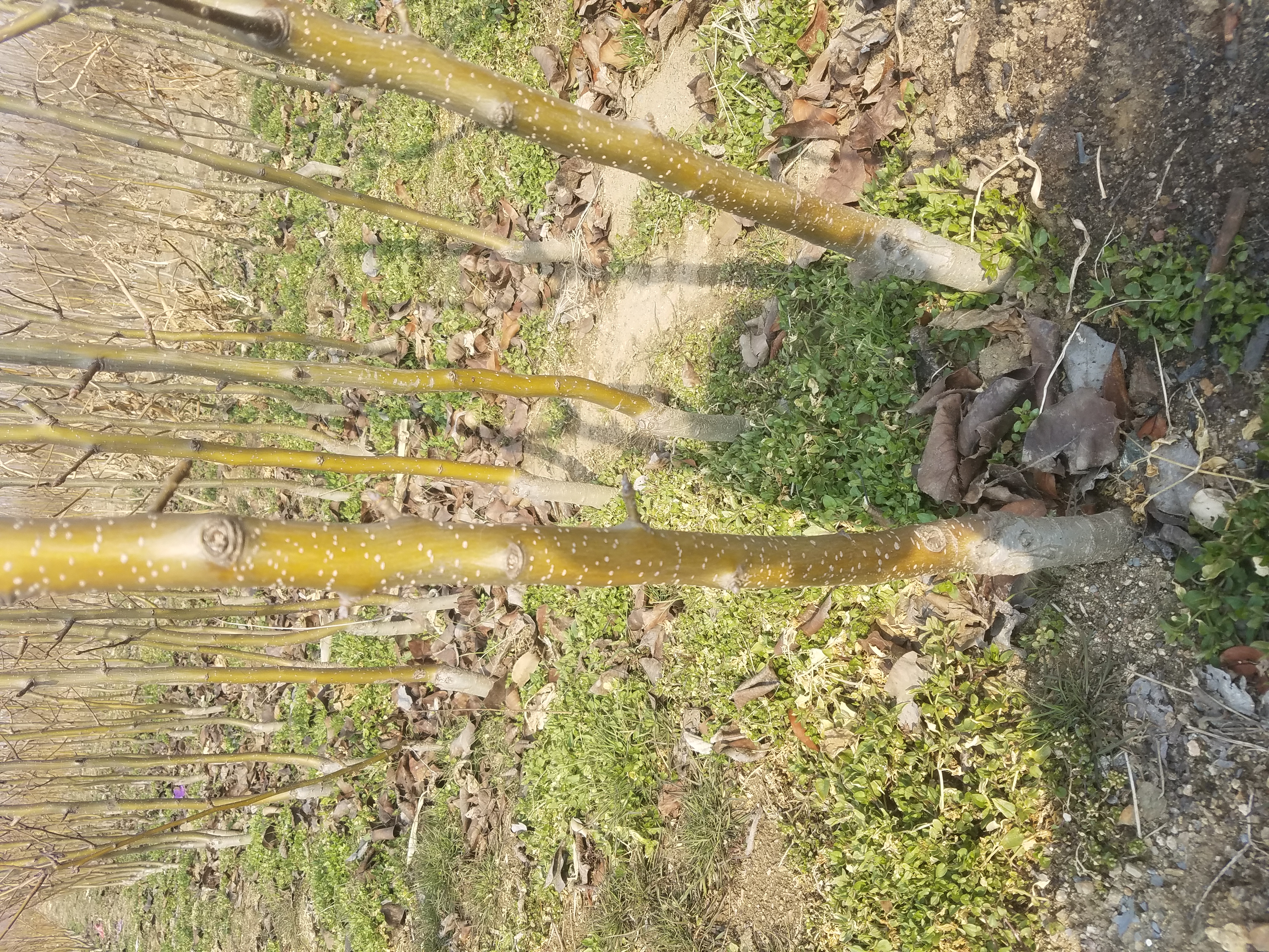 綠寶石苗供應(yīng)，綠寶石苗價(jià)格