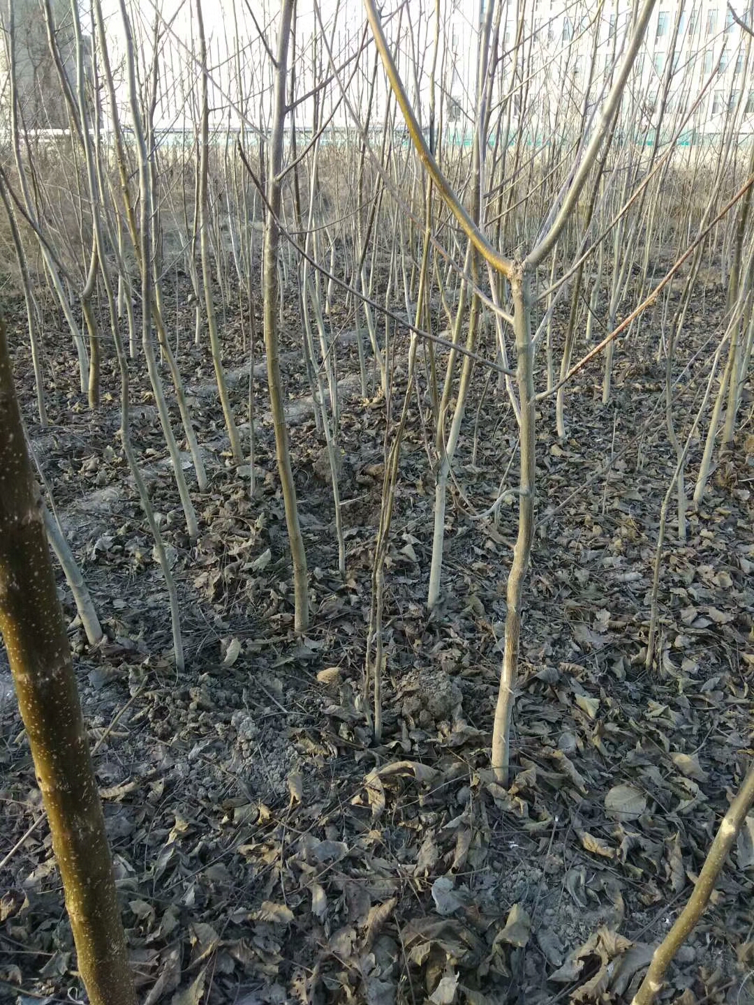 香水梨苗供应，香水梨苗供应