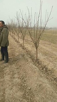 晚秋黃梨苗