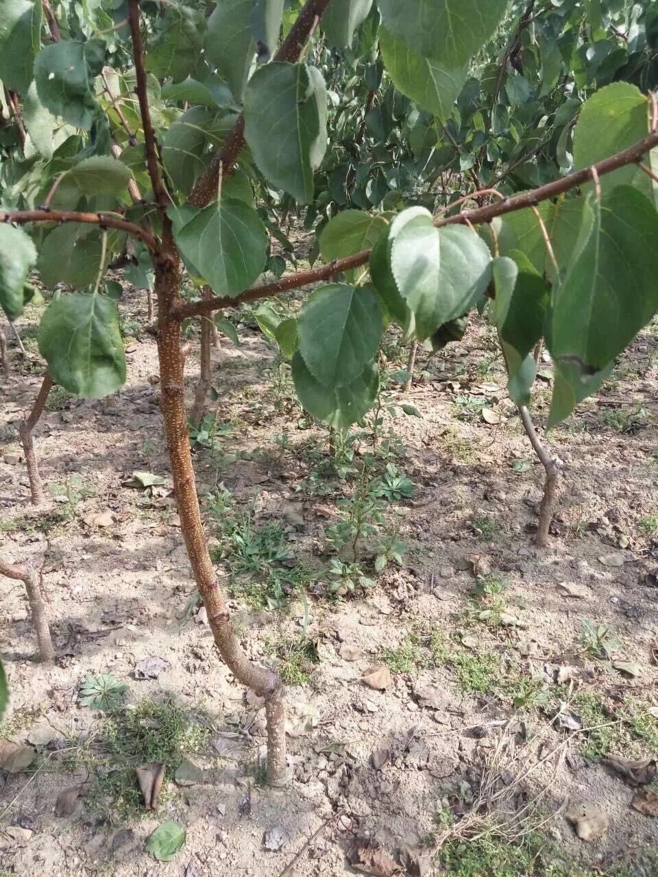 2019年香水梨苗價(jià)格，香水梨苗基地