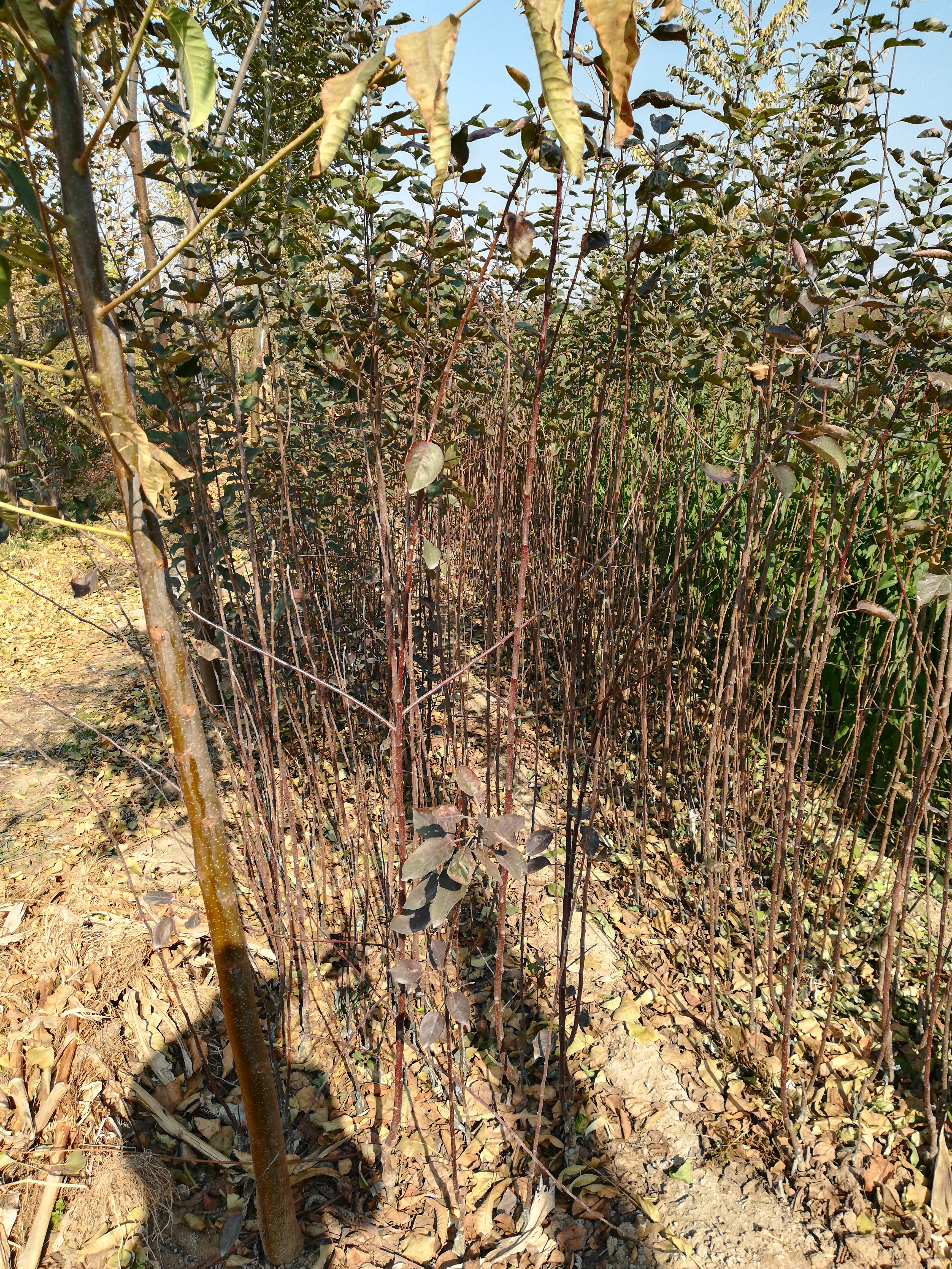 2019年花瓣梨苗價(jià)格，花瓣梨苗多少錢(qián)一棵