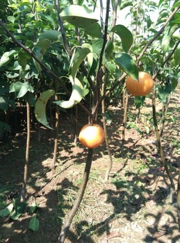 皇冠梨苗價格多少錢，皇冠梨苗供應(yīng)基地