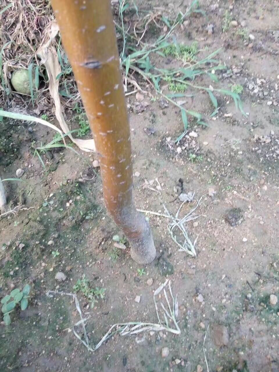 六月雪梨苗包郵
