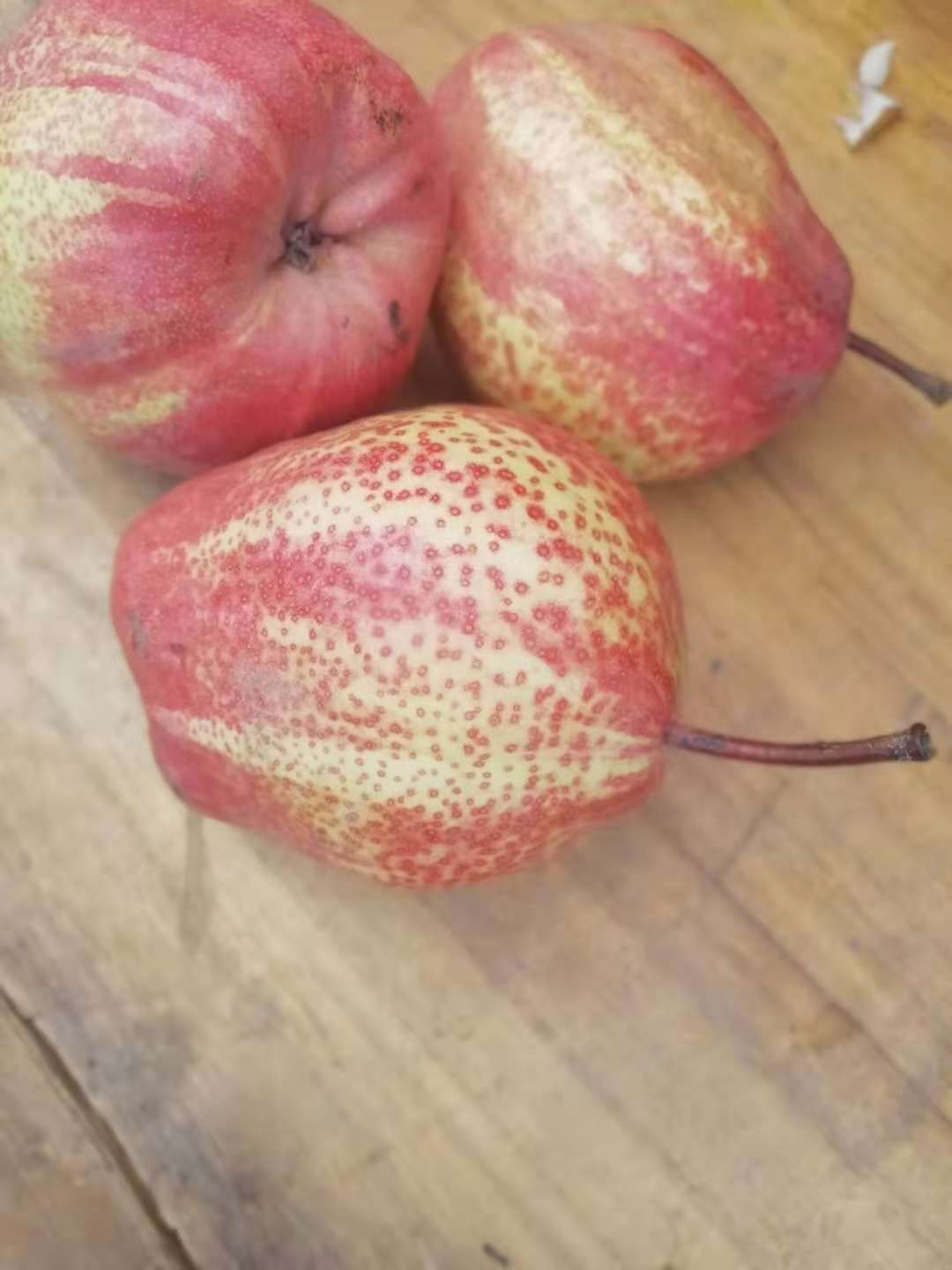 早紅考密斯梨苗供應，早紅考密斯梨苗批發(fā)價格