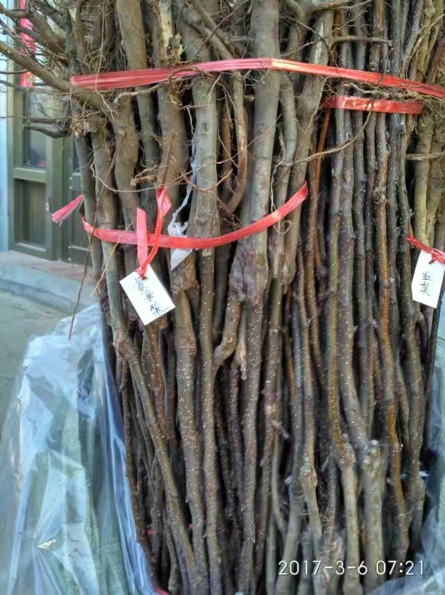 2019年花瓣梨苗價(jià)格，花瓣梨苗基地