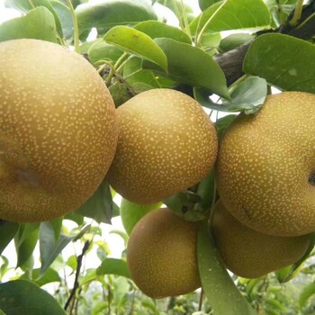 花瓣梨苗批發(fā)價(jià)格
