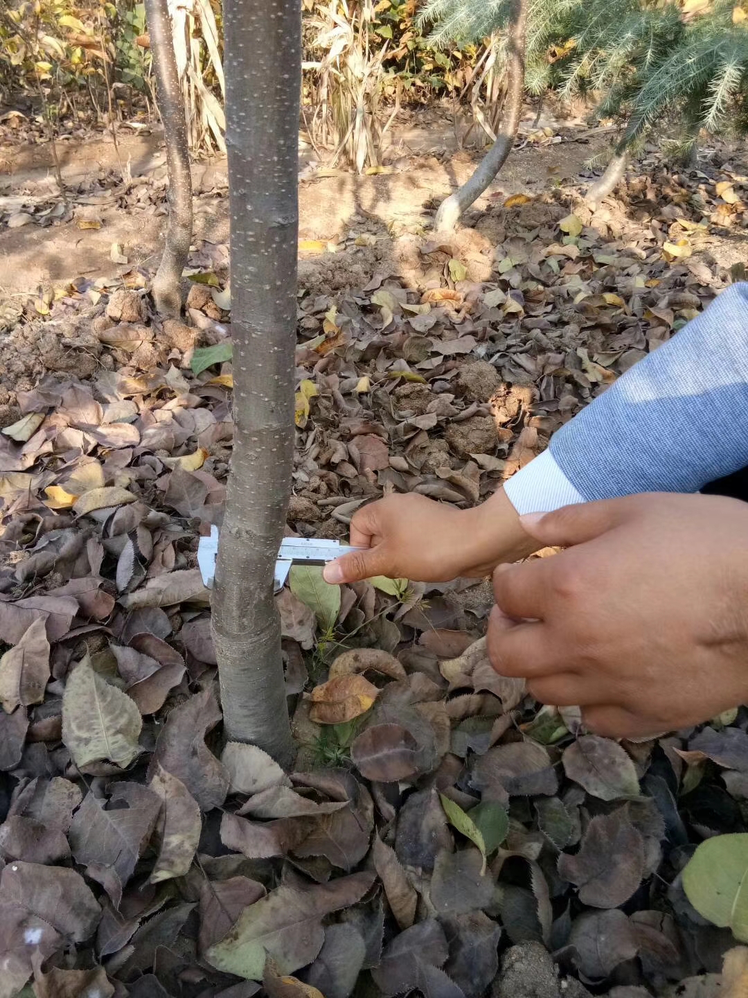 2019年紅安久梨苗價格，紅安久梨苗多少錢