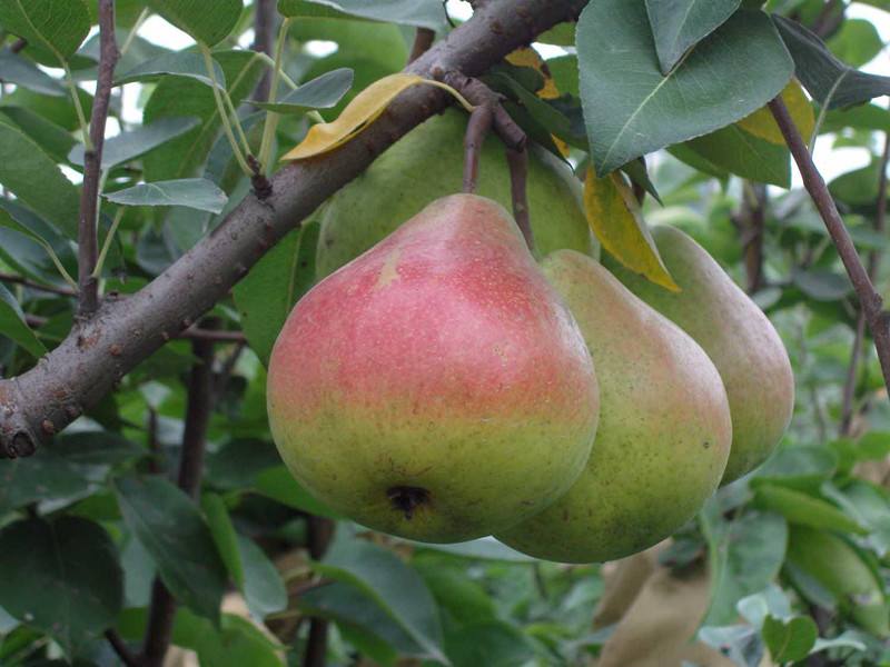 翠冠梨苗近期價(jià)格